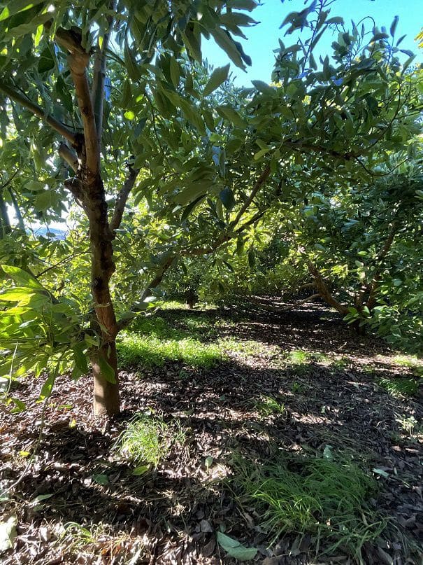 Rakentamaton maa myytävänä paikassa Beznar - 42 000 € (Ref: 9588085)