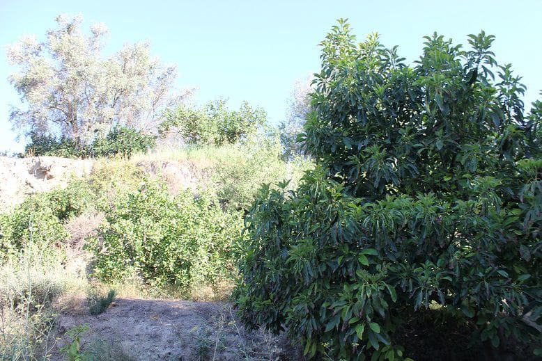 Undeveloped Land for sale in Murchas - € 65,000 (Ref: 9588087)