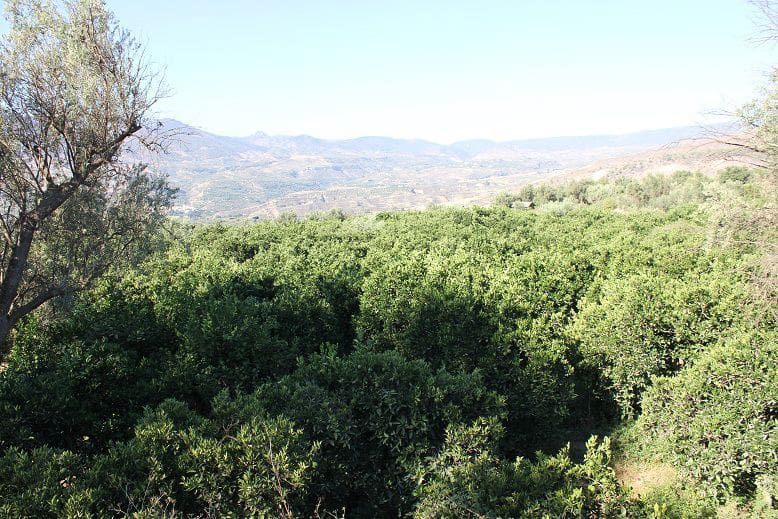 Undeveloped Land for sale in Murchas - € 65,000 (Ref: 9588087)