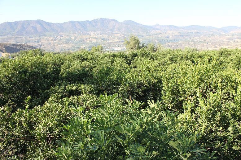 Undeveloped Land for sale in Murchas - € 65,000 (Ref: 9588087)