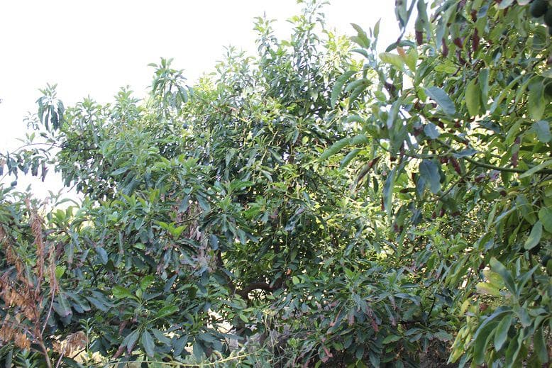 Undeveloped Land for sale in Murchas - € 65,000 (Ref: 9588087)