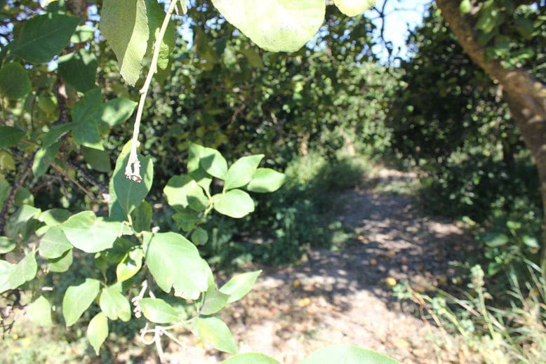 Undeveloped Land for sale in Murchas - € 65,000 (Ref: 9588087)