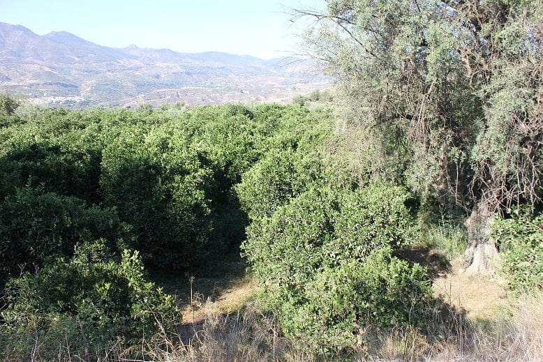 Undeveloped Land for sale in Murchas - € 65,000 (Ref: 9588087)