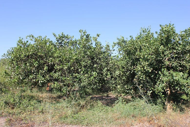 Undeveloped Land for sale in Murchas - € 65,000 (Ref: 9588087)