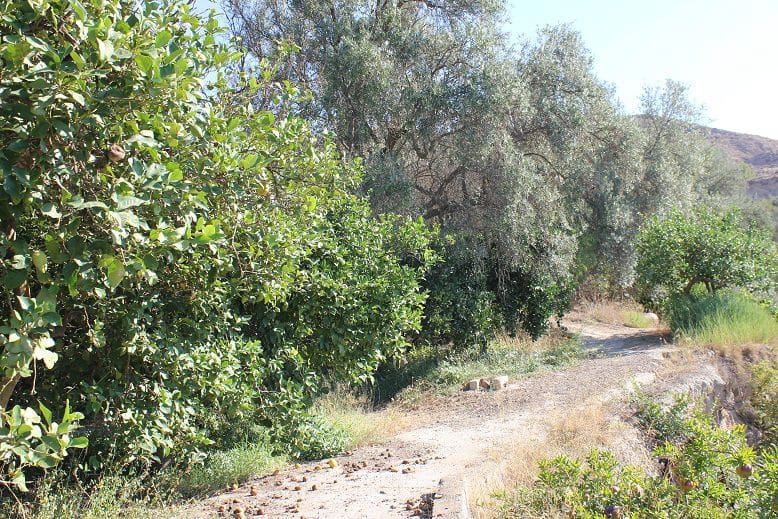 Undeveloped Land for sale in Murchas - € 65,000 (Ref: 9588087)