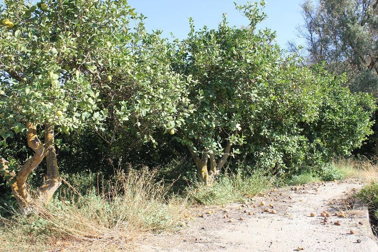 Undeveloped Land for sale in Murchas - € 65,000 (Ref: 9588087)