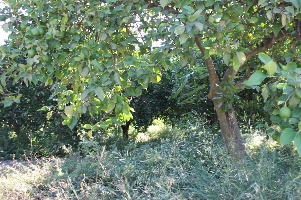 Undeveloped Land for sale in Murchas - € 65,000 (Ref: 9588087)