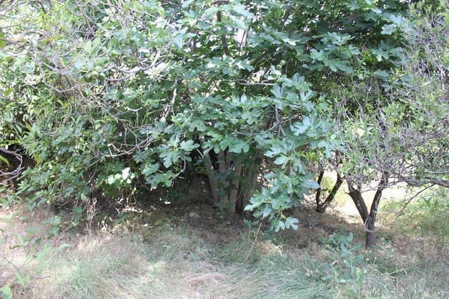 Grond te koop in Restabal, El Valle - € 29.900 (Ref: 9588088)