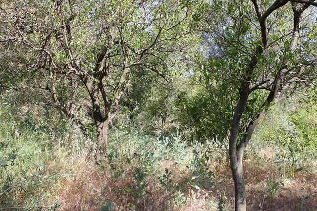 Grond te koop in Restabal, El Valle - € 29.900 (Ref: 9588088)