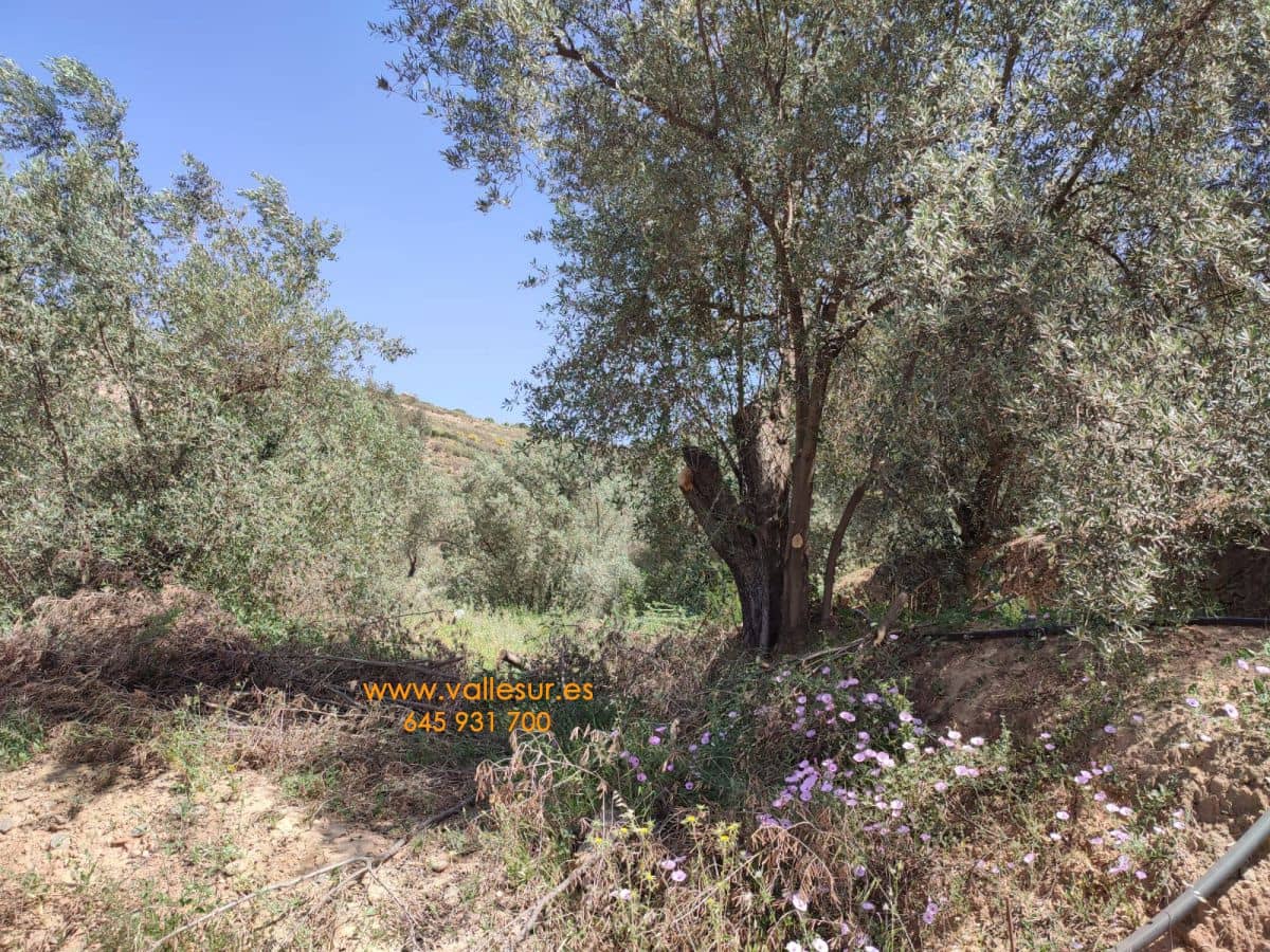 Grunde uden byggetilladelser til salg i Chite - € 10.500 (Ref: 9694886)