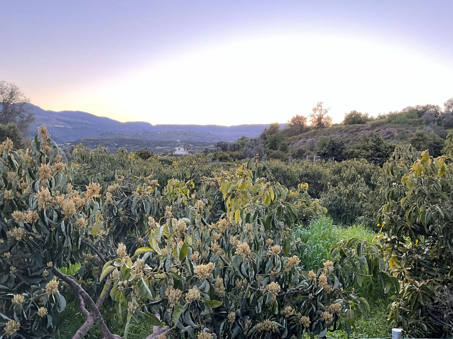 Grond te koop in Murchas - € 46.000 (Ref: 9758664)