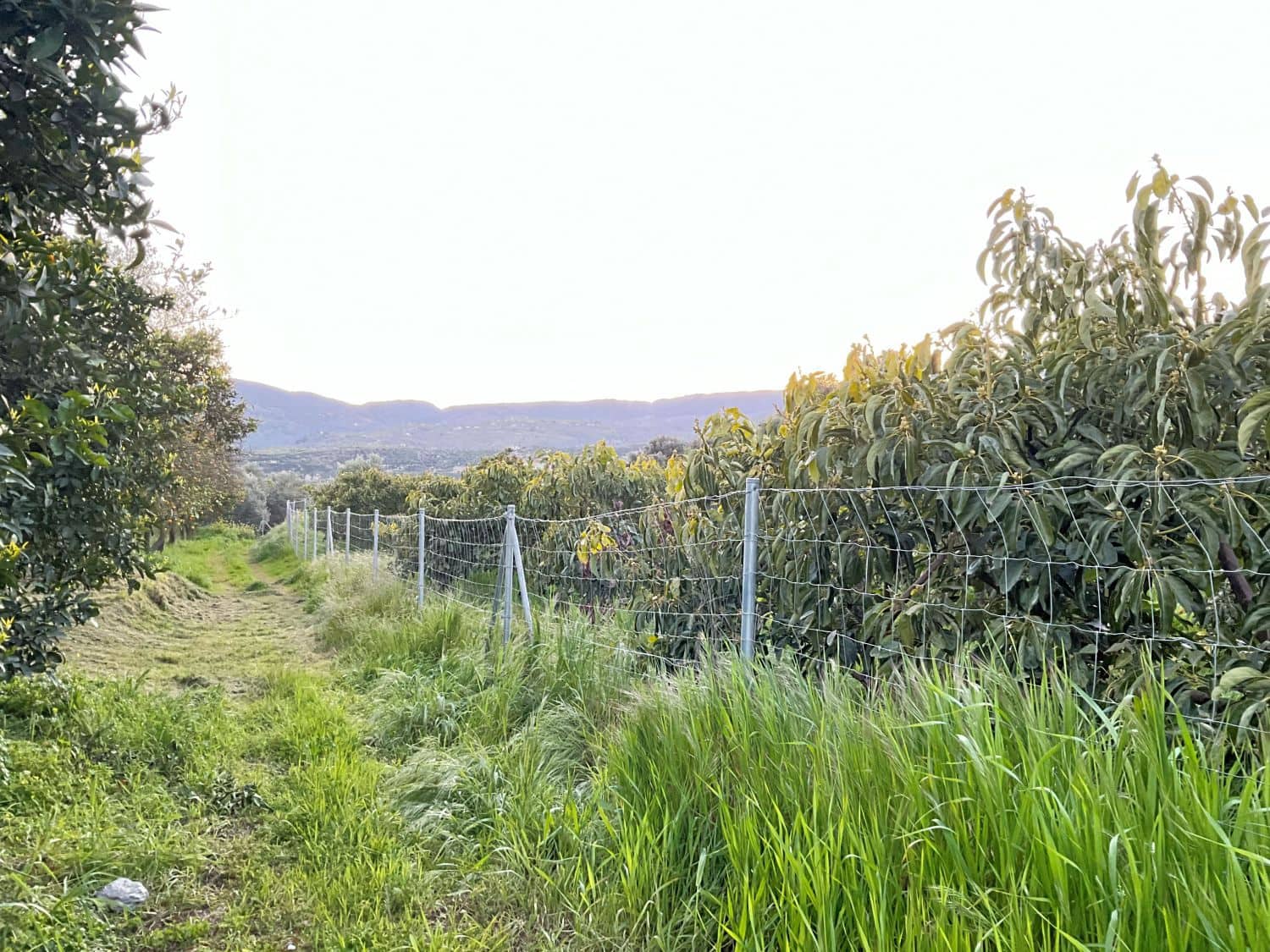 Grond te koop in Murchas - € 46.000 (Ref: 9758664)