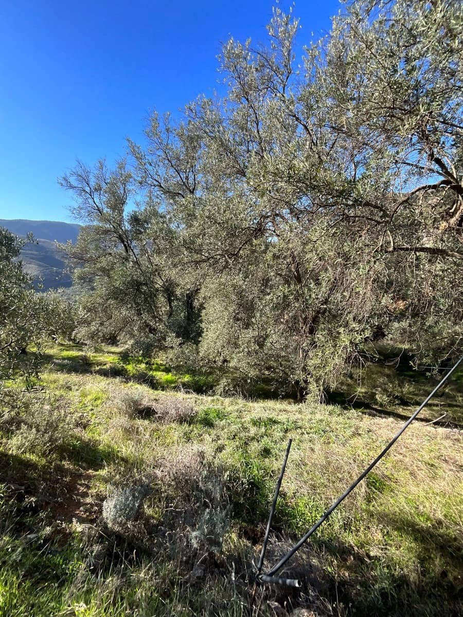 Undeveloped Land for sale in Pinos del Valle - € 15,000 (Ref: 9772805)