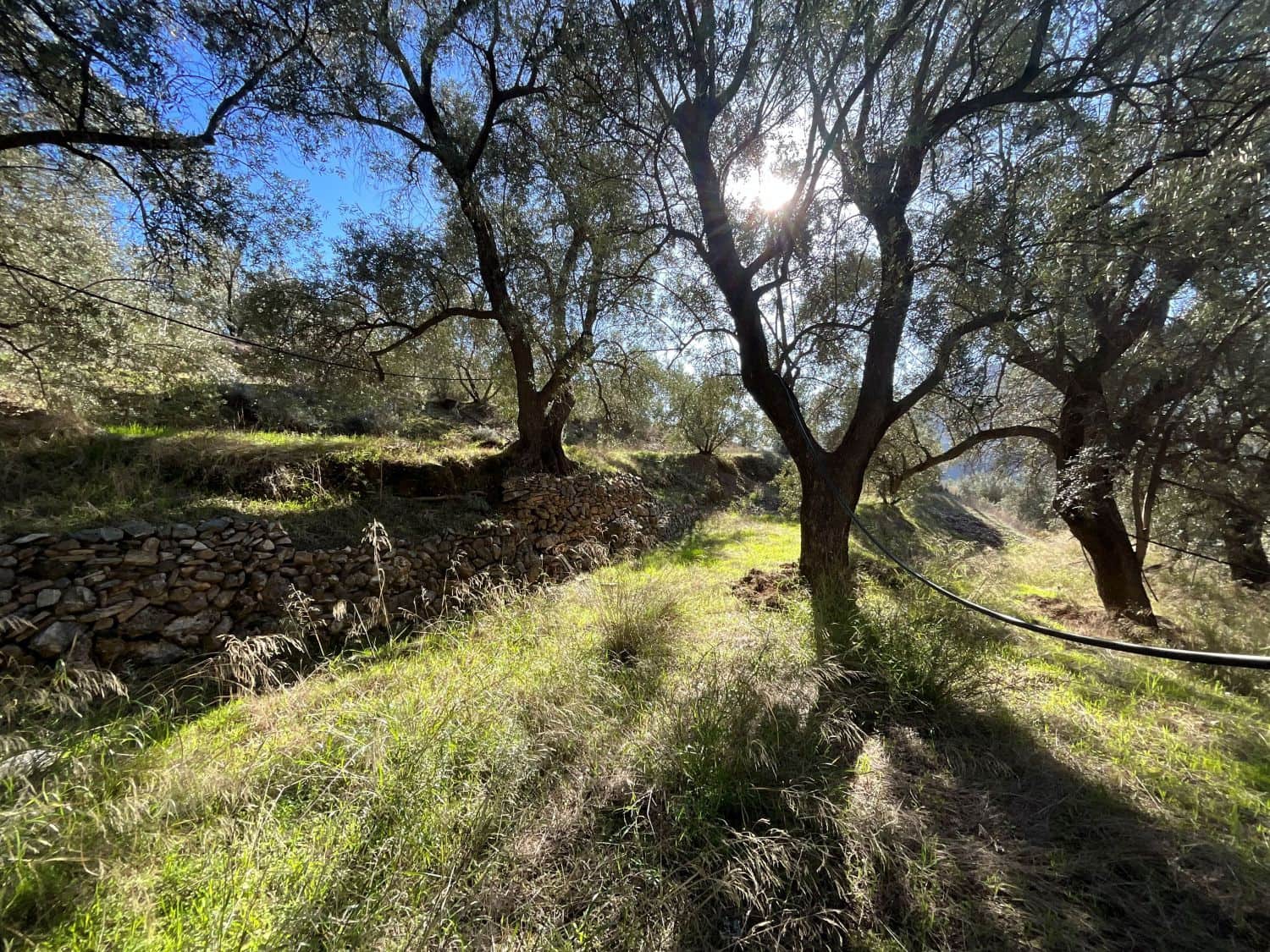 Undeveloped Land for sale in Pinos del Valle - € 15,000 (Ref: 9772805)