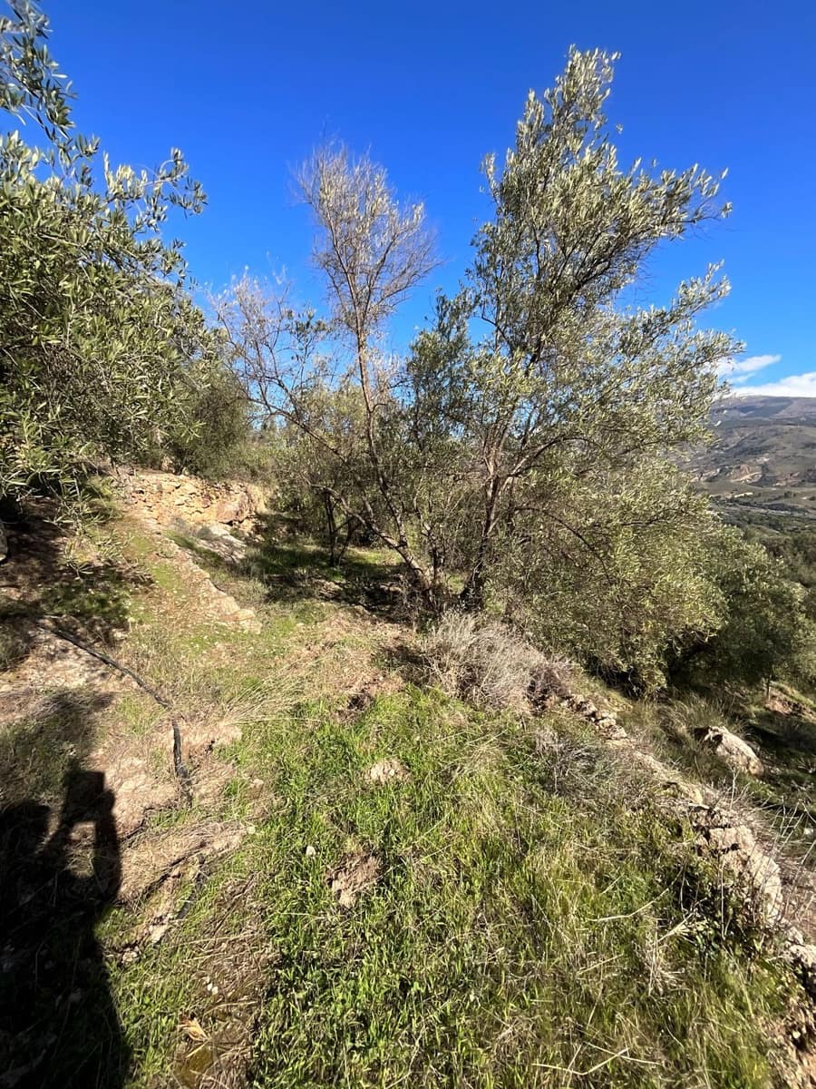 Undeveloped Land for sale in Pinos del Valle - € 52,000 (Ref: 9772806)