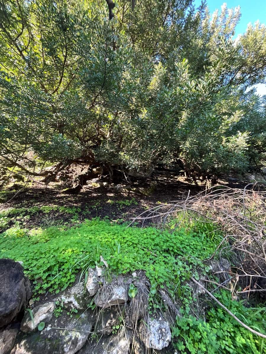 Undeveloped Land for sale in Pinos del Valle - € 52,000 (Ref: 9772806)