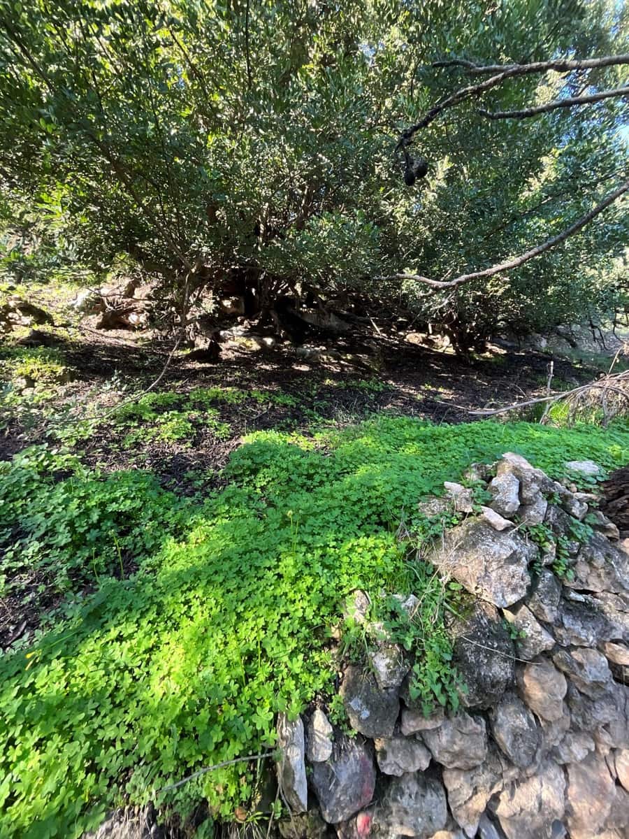 Undeveloped Land for sale in Pinos del Valle - € 52,000 (Ref: 9772806)