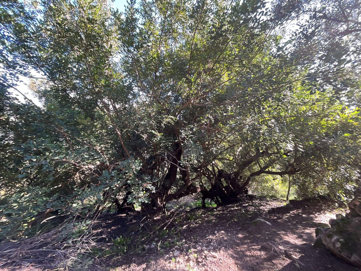 Undeveloped Land for sale in Pinos del Valle - € 52,000 (Ref: 9772806)