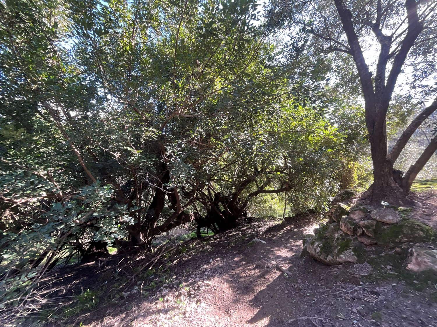 Undeveloped Land for sale in Pinos del Valle - € 52,000 (Ref: 9772806)