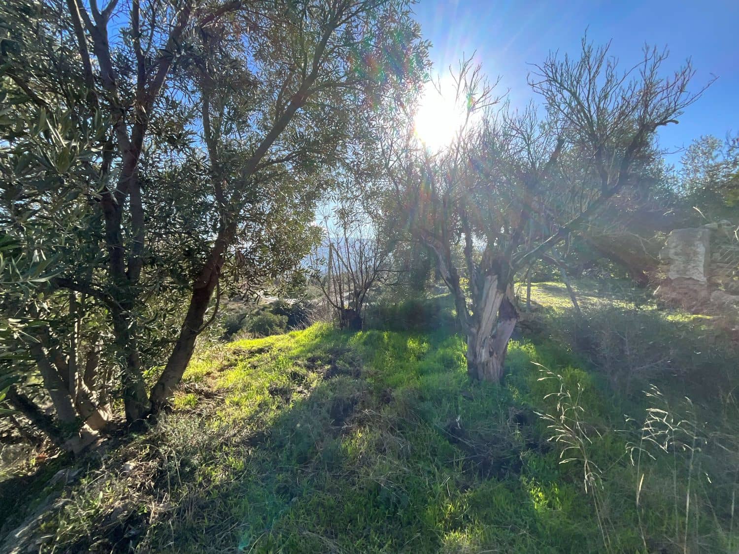 Undeveloped Land for sale in Pinos del Valle - € 37,000 (Ref: 9772807)