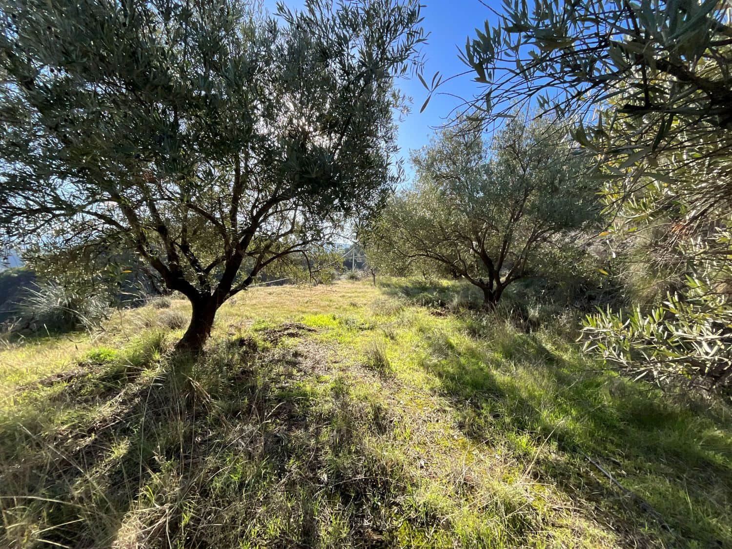 Undeveloped Land for sale in Pinos del Valle - € 37,000 (Ref: 9772807)