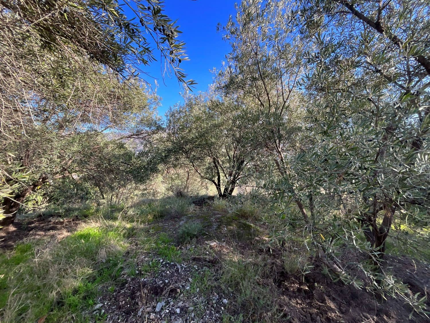 Undeveloped Land for sale in Pinos del Valle - € 37,000 (Ref: 9772807)