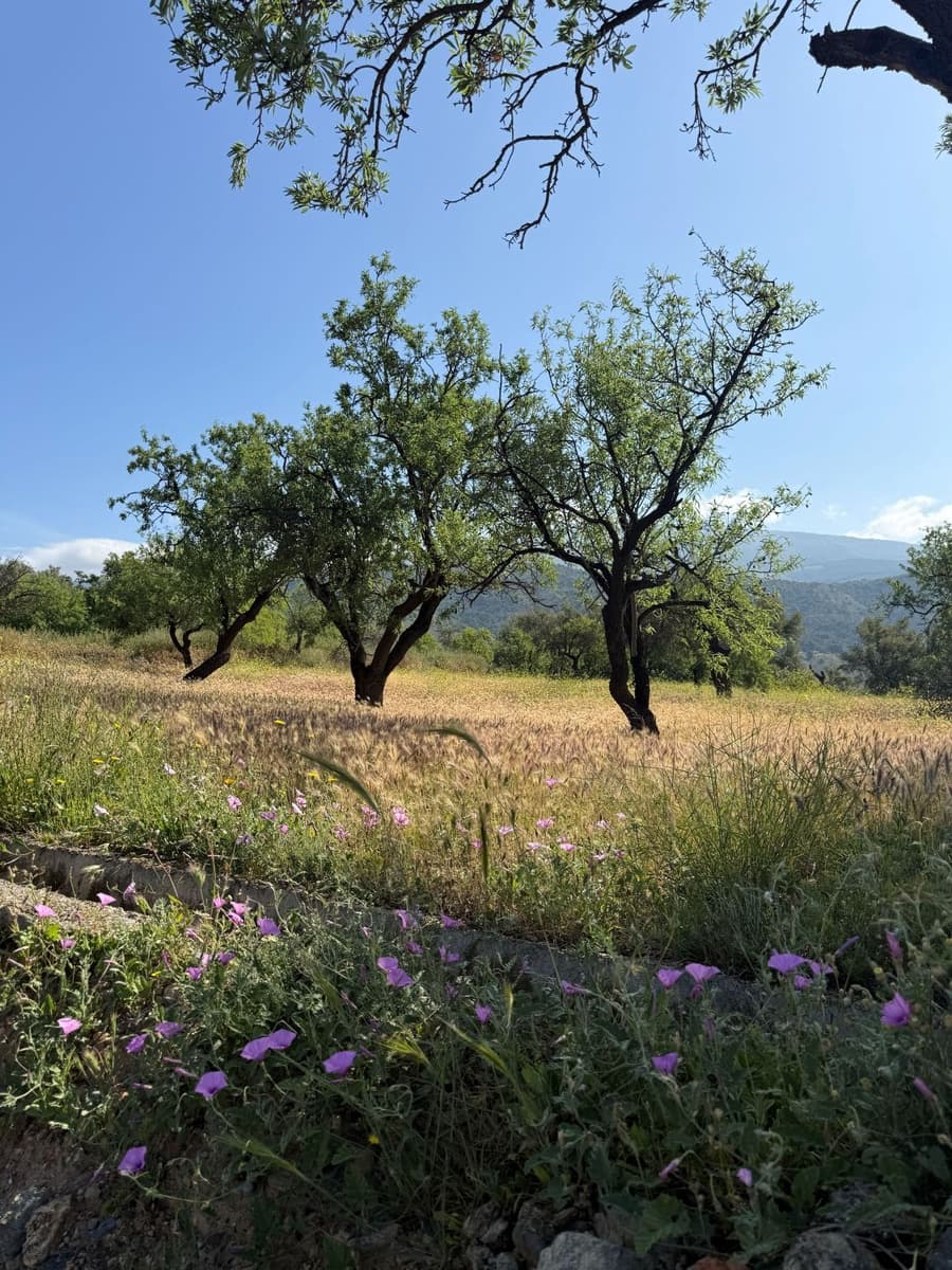 Finca/Landhuis te koop in Chite - € 89.000 (Ref: 9822374)