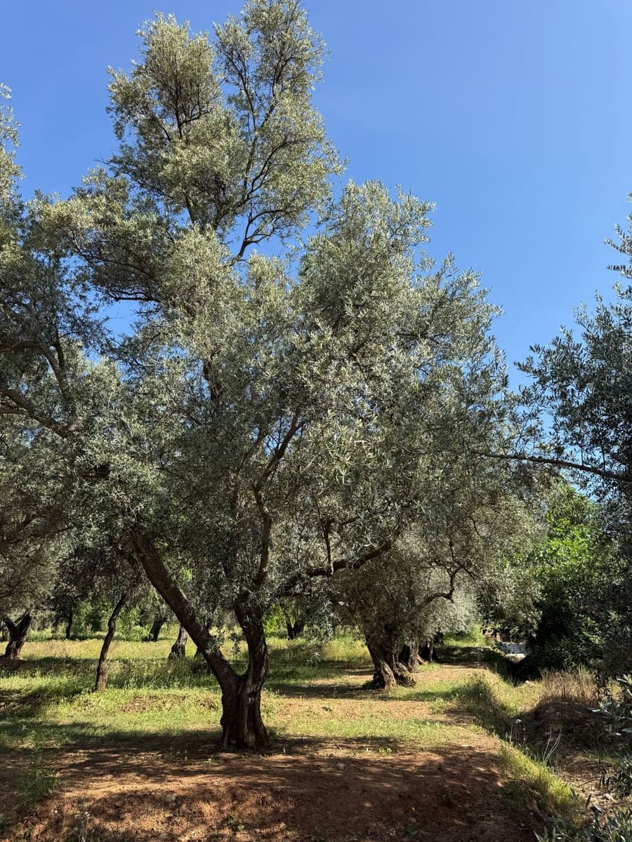 Finca/Casa Rural en Chite en venta - 168.000 € (Ref: 9822375)