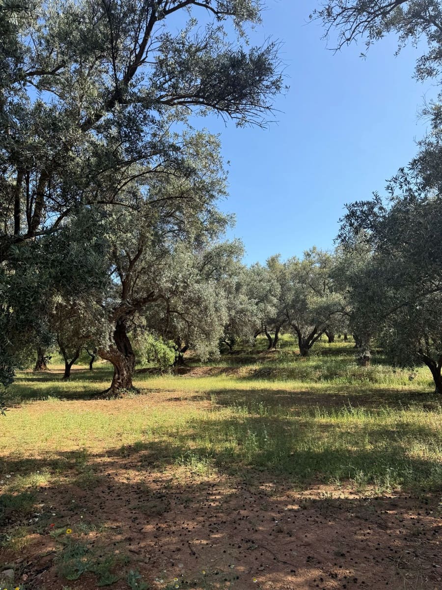 Finca/Casa Rural en Chite en venta - 168.000 € (Ref: 9822375)