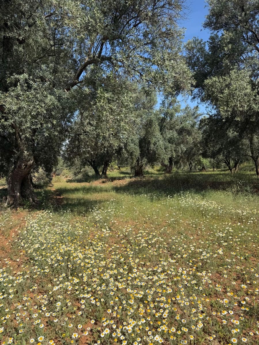 Finca/Casa Rural en Chite en venta - 168.000 € (Ref: 9822375)