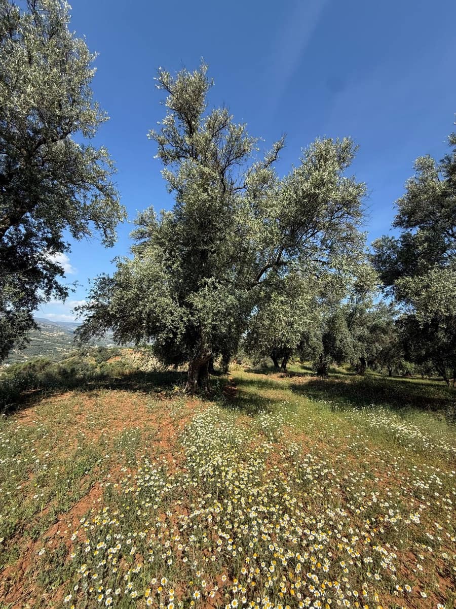 Finca/Casa Rural en Chite en venta - 168.000 € (Ref: 9822375)