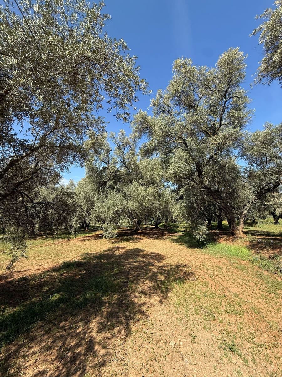 Finca/Casa Rural en Chite en venta - 168.000 € (Ref: 9822375)