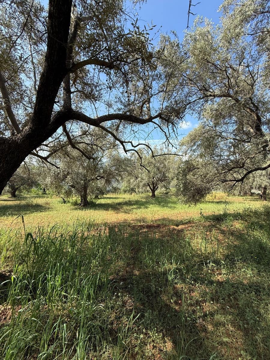 Finca/Casa Rural en Chite en venta - 168.000 € (Ref: 9822375)