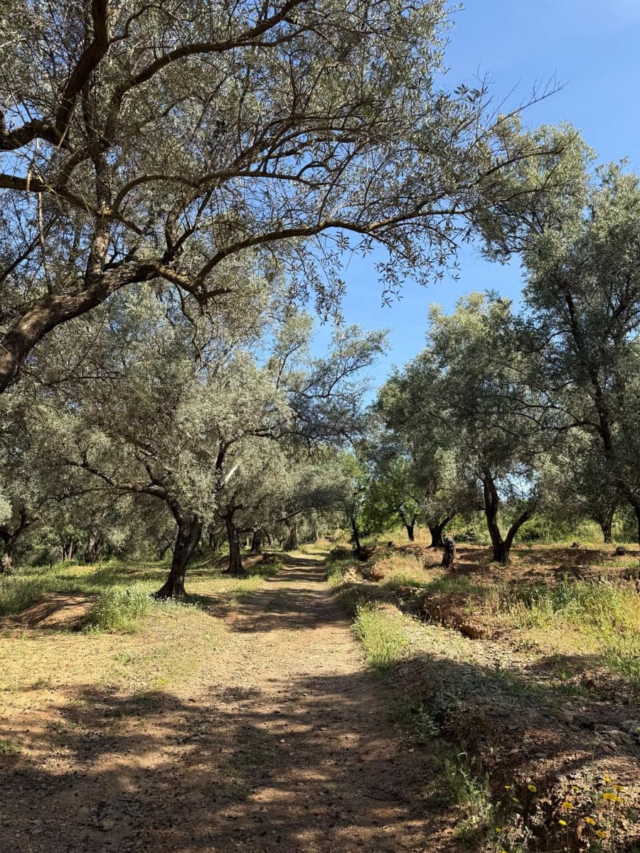 Quinta/Casa Rural para venda em Chite - 260 000 € (Ref: 9822376)