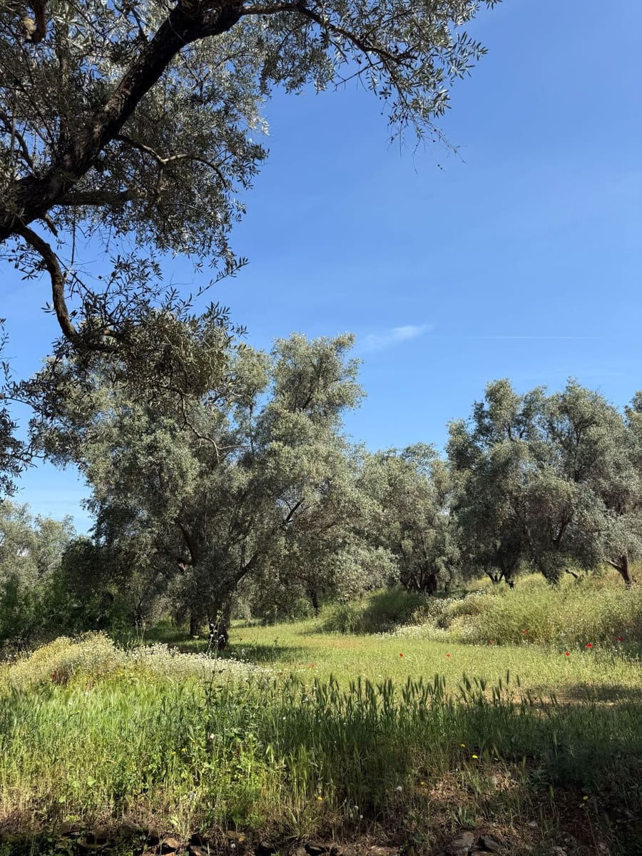 Quinta/Casa Rural para venda em Chite - 260 000 € (Ref: 9822376)