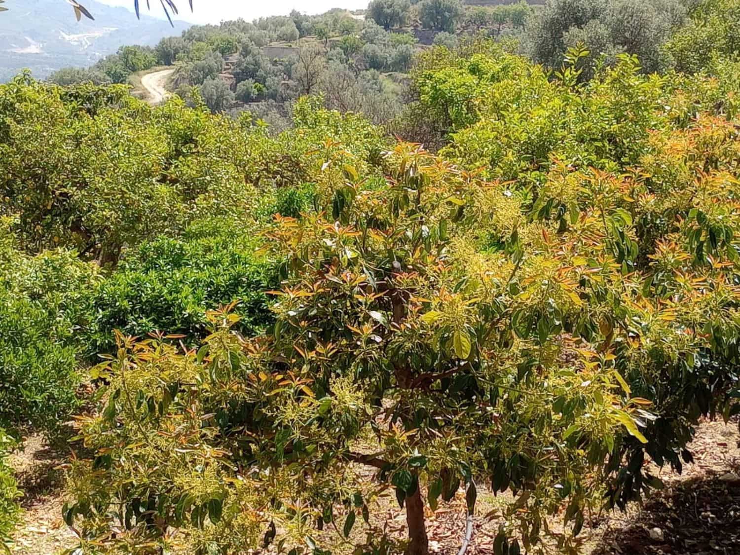 Quinta/Casa Rural para venda em Pinos del Valle - 70 000 € (Ref: 9830881)