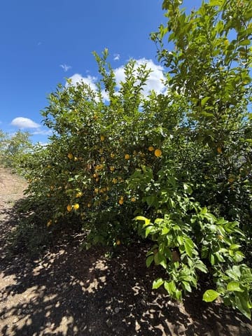 Grunde uden byggetilladelser til salg i Pinos del Valle, El Pinar - € 42.500 (Ref: 9830882)