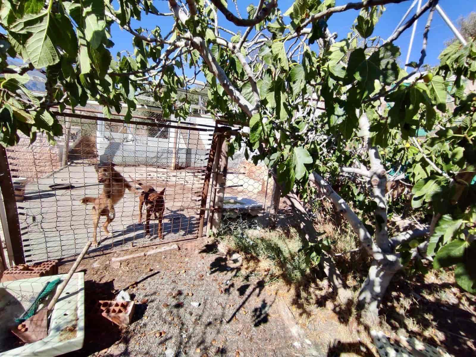 5 soveværelse Byhus til salg i Abla med garage - € 85.000 (Ref: 8523112)