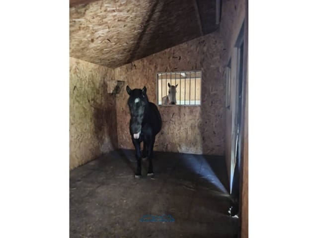 5 sypialnia Finka/Dom wiejski na sprzedaż w Fogars de la Selva z garażem - 395 000 € (Ref: 7123134)