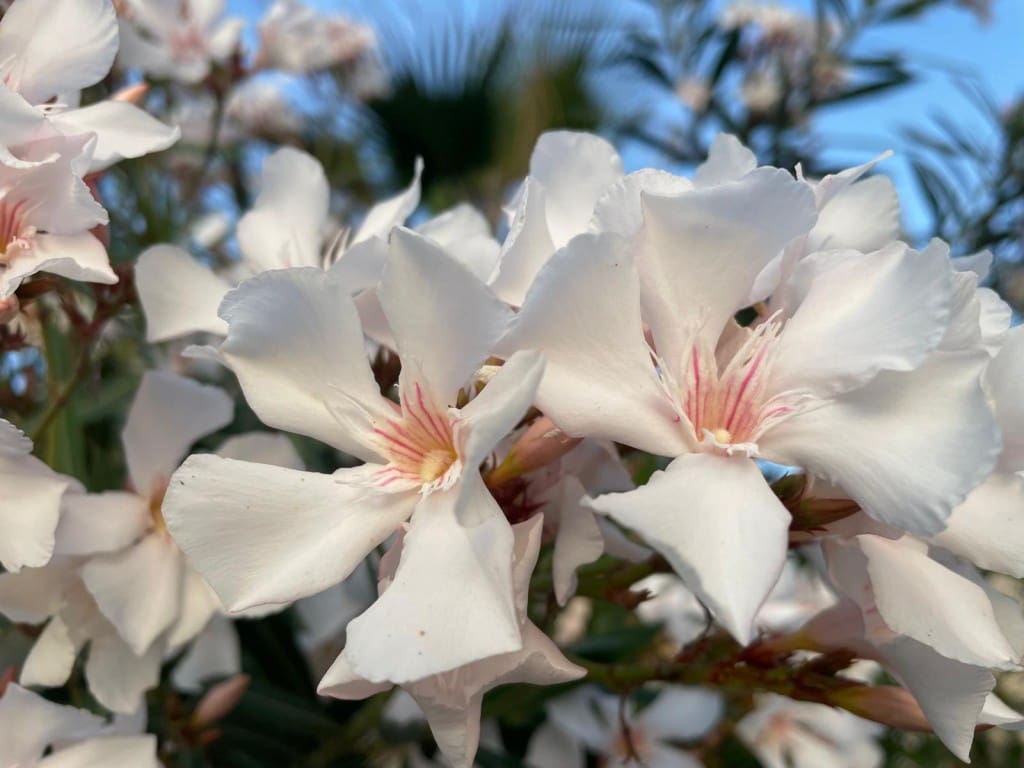 Działka budowlana na sprzedaż w Vinuela - 85 000 € (Ref: 8382882)