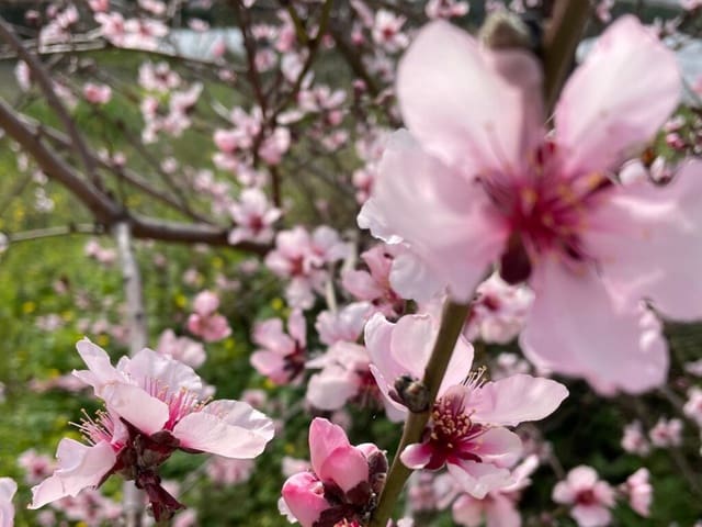 4 bedroom Finca/Country House for sale in Vélez-Málaga - € 689,000 (Ref: 9711139)