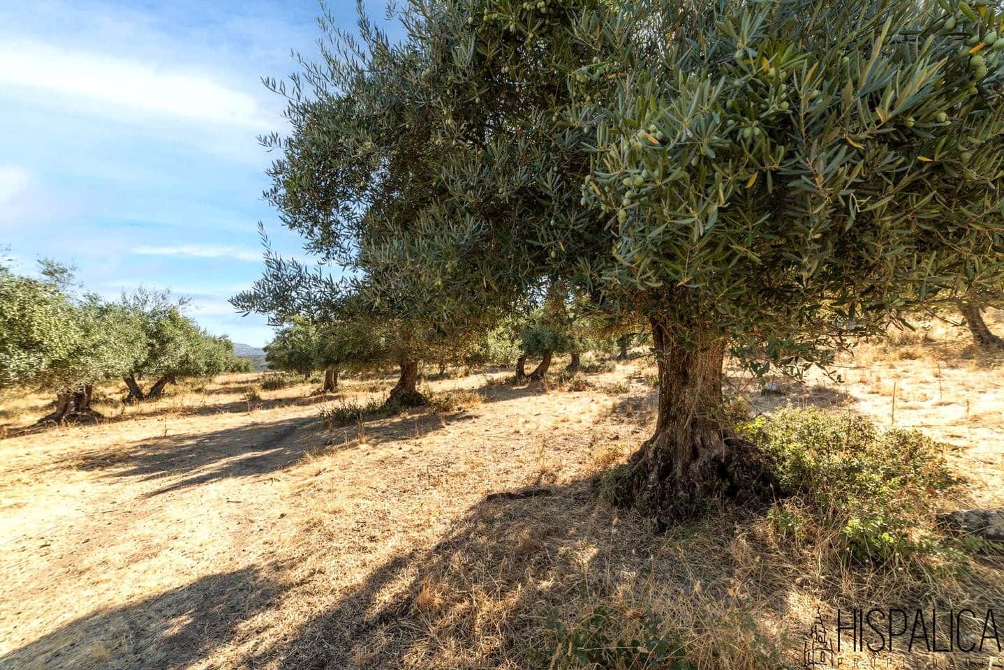 9 bedroom Finca/Country House for sale in Villaharta with pool - € 3,800,000 (Ref: 10180925)