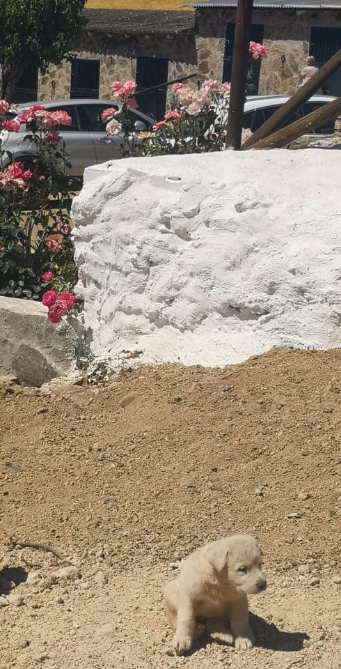 Terreno Não Urbanizado para venda em Villanueva del Rio y Minas - 620 000 € (Ref: 6143481)