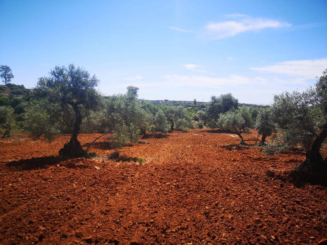 Terreno Não Urbanizado para venda em Villanueva del Rio y Minas - 620 000 € (Ref: 6143481)