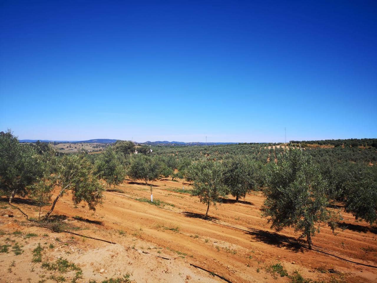 Terreno Não Urbanizado para venda em Villanueva del Rio y Minas - 620 000 € (Ref: 6143481)