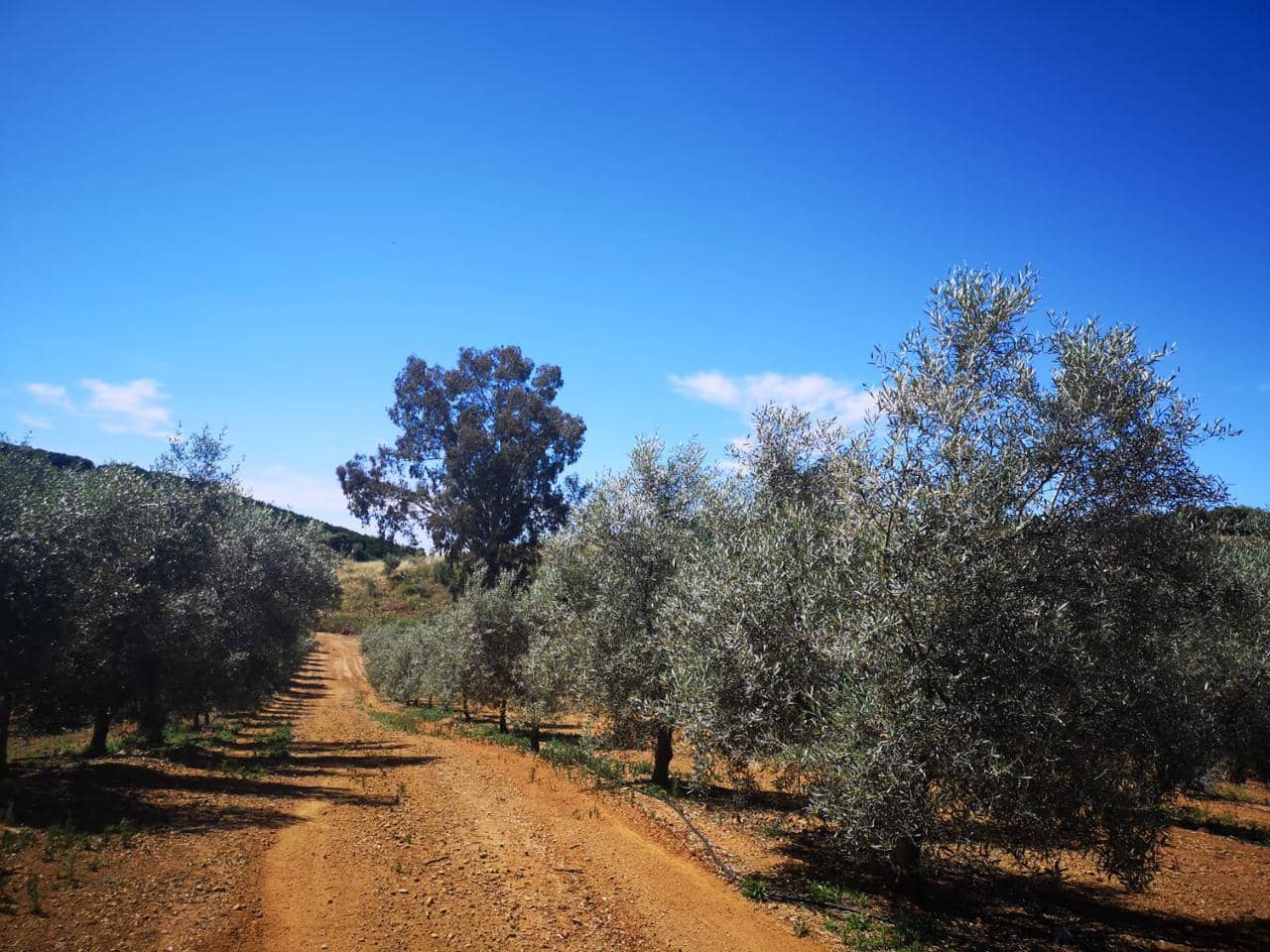 Terreno Não Urbanizado para venda em Villanueva del Rio y Minas - 620 000 € (Ref: 6143481)