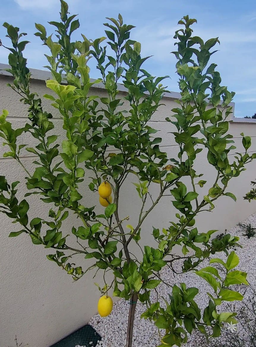 3 bedroom Villa for sale in Polop with pool garage - € 625,000 (Ref: 8511220)