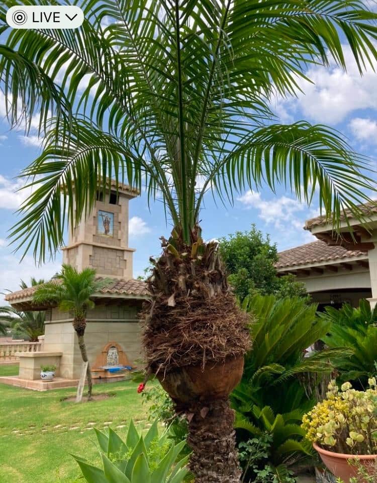 Finca/Casa Rural en Novelda en venta con piscina garaje - 1.260.000 € (Ref: 9491686)