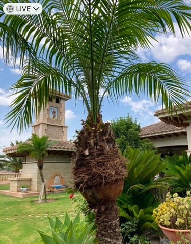 Finca/Casa Rural en Novelda en venta con piscina garaje - 1.260.000 € (Ref: 9491686)