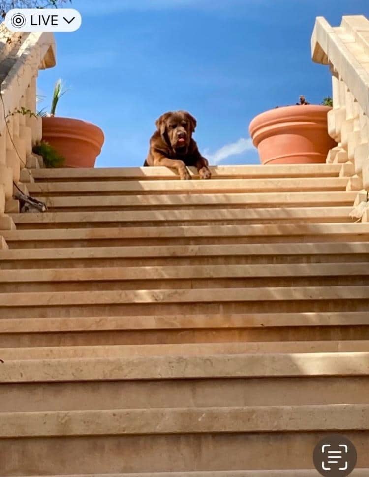 Finca/Casa Rural en Novelda en venta con piscina garaje - 1.260.000 € (Ref: 9491686)